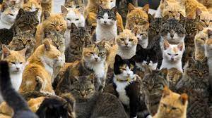 Japan's “cat island” Aoshima is being overwhelmed by tourists