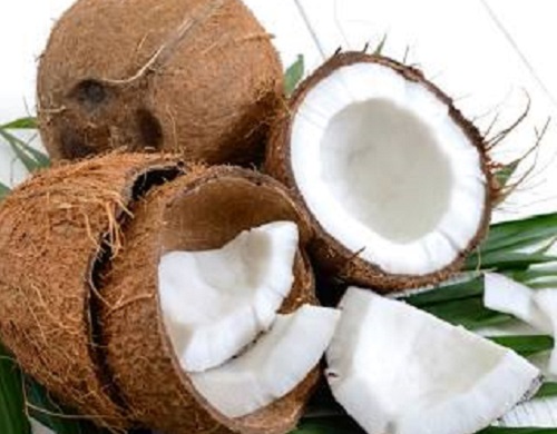 endosperm coconut