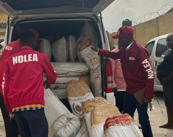 Ogun NDLEA officials inspecting some of the seized Cannabis Sativa